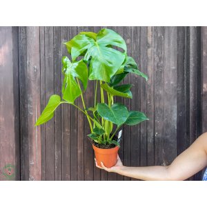Monstera skvelá (Monstera deliciosa) - výška 50-60 cm, kont. C2L
